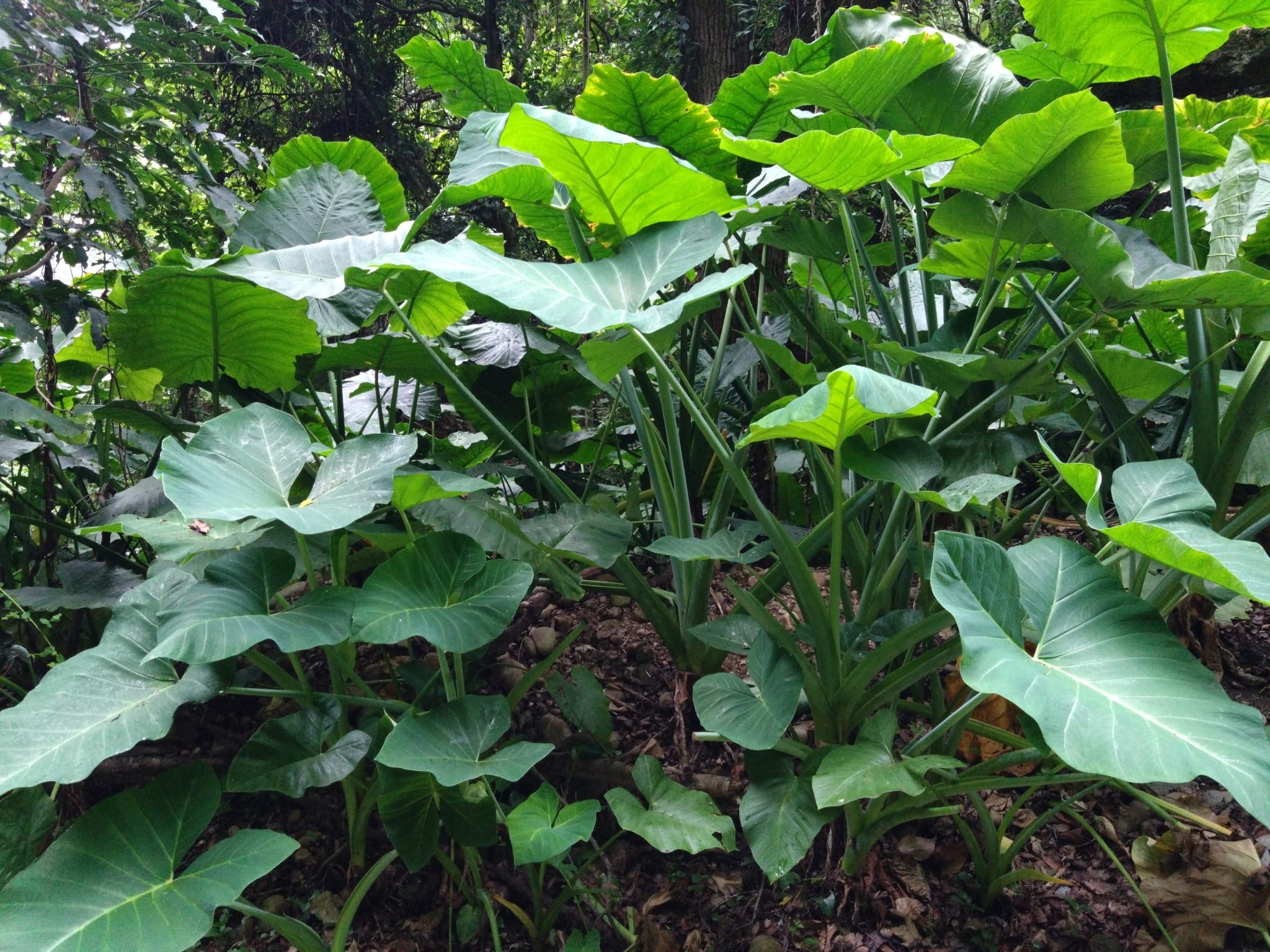 Xanthosoma sagittifolium